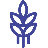 حبوب