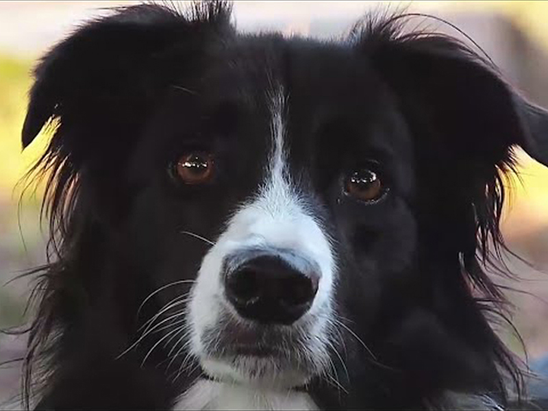 Gambol Pet Food：تكنولوجيا إنتاج متطورة