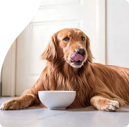 Crunchy Dental Support: المكافأة اليومية الكلاسيكية